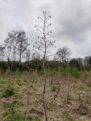 Echec plantation Melezes Sprimont Bois-de-Warnoumont 24-03-2023 03