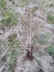 Echec plantation Melezes Sprimont Bois-de-Warnoumont 24-03-2023 09