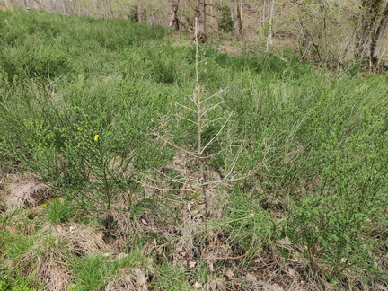 Echec plantation Melezes Sprimont Bois-de-Warnoumont 24-03-2023 10