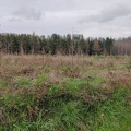 Echec plantation Melezes Sprimont Bois-de-Warnoumont 24-03-2023 13