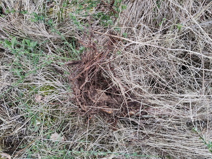Racines Melezes Sprimont Bois-de-Warnoumont 24-03-2023 04