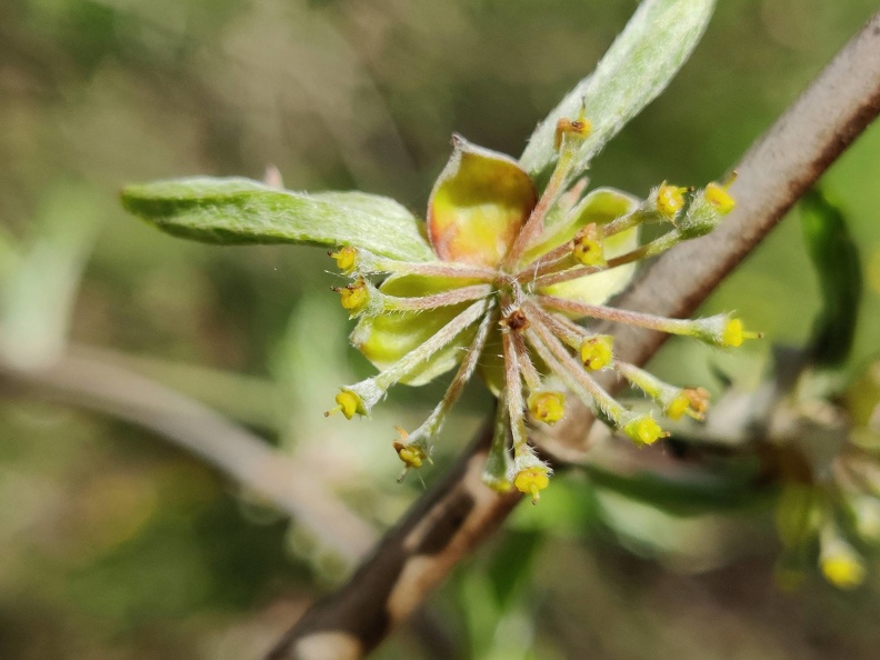 Cornus-mas_Haie-double_Brise-vent_Senonchamp_Chsee-Romaine_04-05-2023_01.jpg