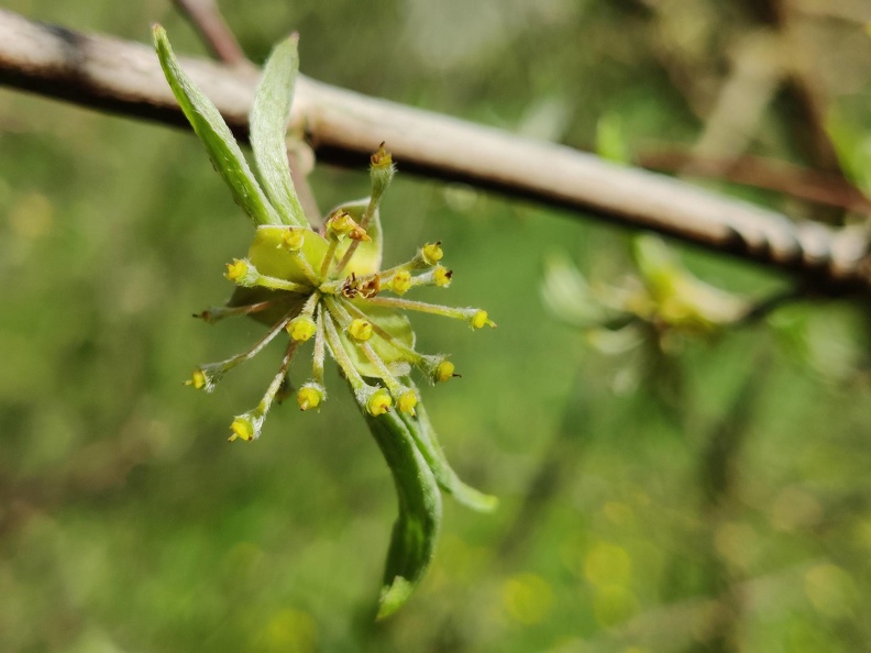 Cornus-mas_Haie-double_Brise-vent_Senonchamp_Chsee-Romaine_04-05-2023_02.jpg