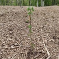 Sorbier Plantation Pin Dinant Rue-de-Walzin 04-05-2023 01