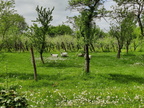 Moutons verger CRA-W Gembloux 11-05-2023 01