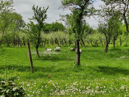 Moutons verger CRA-W Gembloux 11-05-2023 01