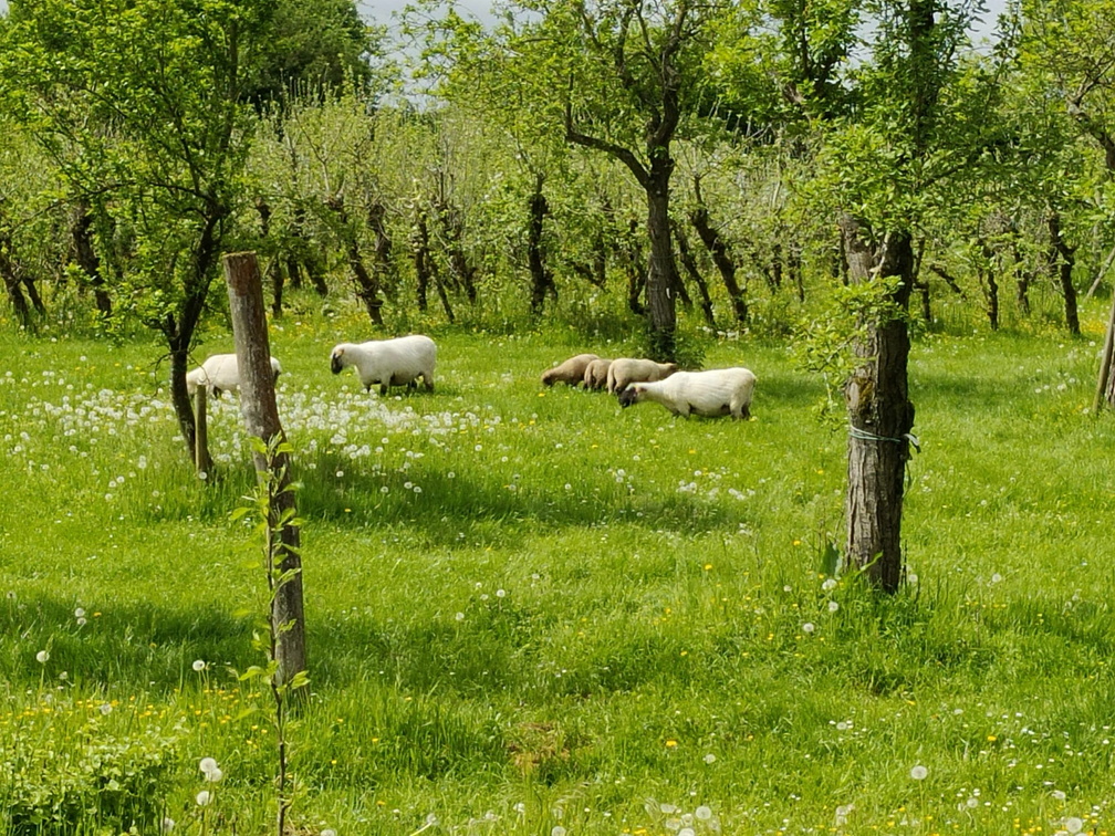 Moutons verger CRA-W Gembloux 11-05-2023 02