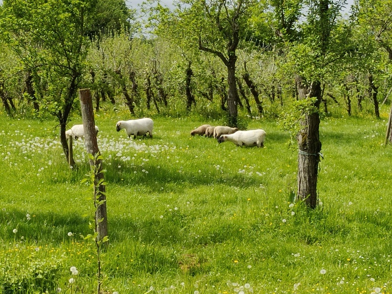 Moutons verger CRA-W Gembloux 11-05-2023 02