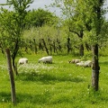 Moutons verger CRA-W Gembloux 11-05-2023 03