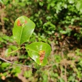 Prunus_serotina_Arboretum_St-Michel_03-06-2023_02.jpg