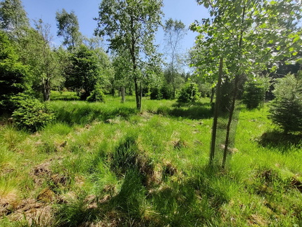 bouleaux protection gibier boulaie 03-06-2023 01