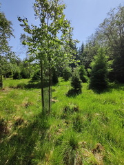 bouleaux protection gibier boulaie 03-06-2023 02