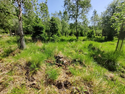 bouleaux protection gibier boulaie 03-06-2023 03