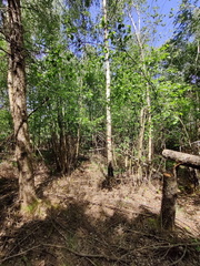 designation Bouleau meleze 03-06-2023 02