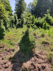 hetres 30-50 ans broutes-en-permance 03-06-2023 03