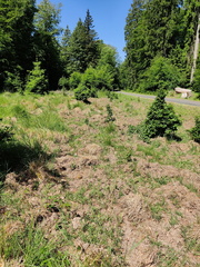 hetres 30-50 ans broutes-en-permance 03-06-2023 04