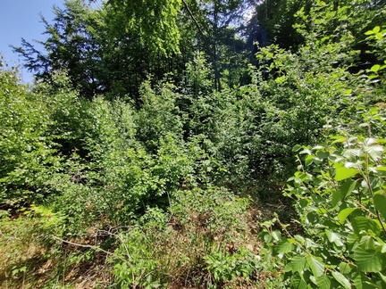 lisiere etagee ligne-HT Elia 03-06-2023 04