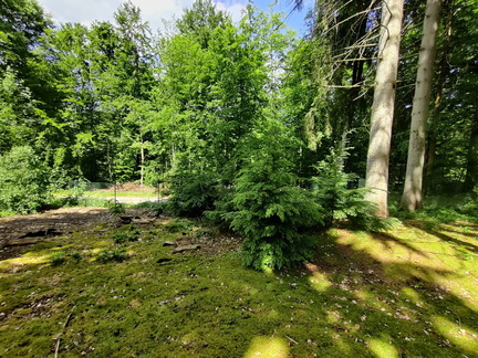 Tsuga heterophylla Arboretum St-Michel 03-06-2023 05