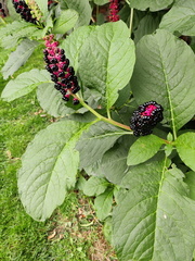 Phytolacca americana Liege Ste-marie 17-08-23 04