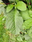 Phytolacca americana Liege Ste-marie 17-08-23 03