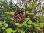 Sambucus nigra fruits 08-2023 01