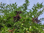 Sambucus nigra fruits 08-2023 05