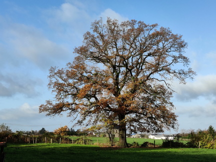 Sprimont Bois-de-Warnoumont 19-11-2023 32