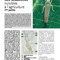 OPIE_les_cicadelles_nuisibles_en_agriculture.pdf