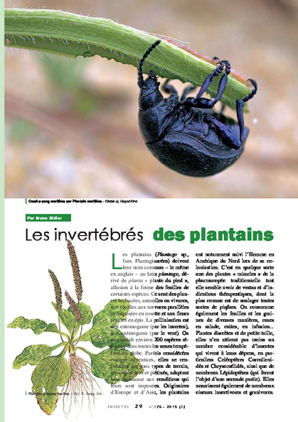 OPIE_les_invertebres_du_plantain.pdf