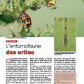 Les insectes ortie
