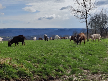 chevres Heid-des-Gattes 03-03-24 01