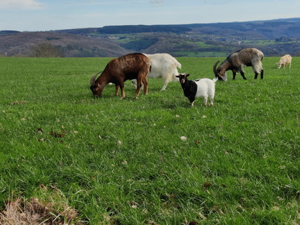 chevres Heid-des-Gattes 03-03-24 05