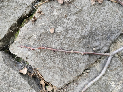 Pommier Cabarette Sprimont mars-2024 09