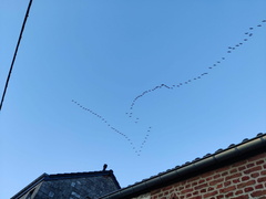 grues Sprimont-16-02-2025 01