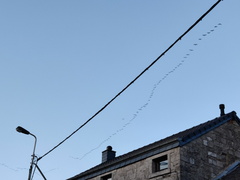 grues Sprimont-16-02-2025 02