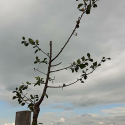 Arbres Casses