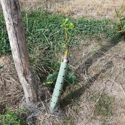Degats gibier
