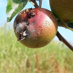 Pommier