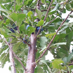 Prune de Prince
