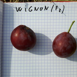 Wignon