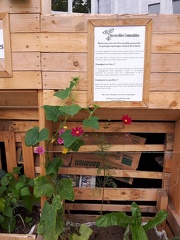 Incroyables comestibles Passerelle Liege 21-08-2016 13