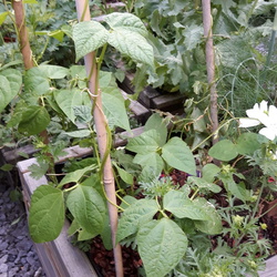 Haricots