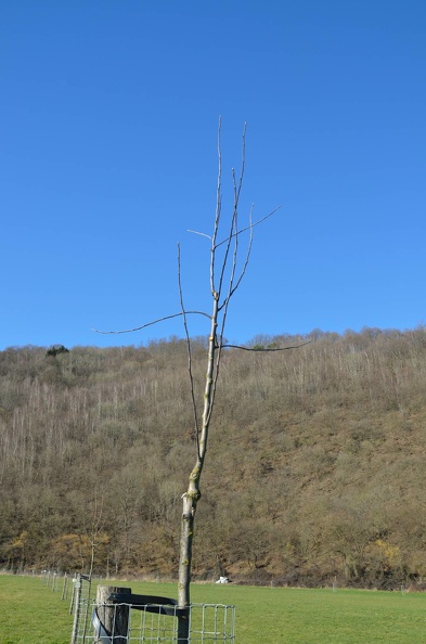 VergerOlne_33_2019-02-25_01.jpg