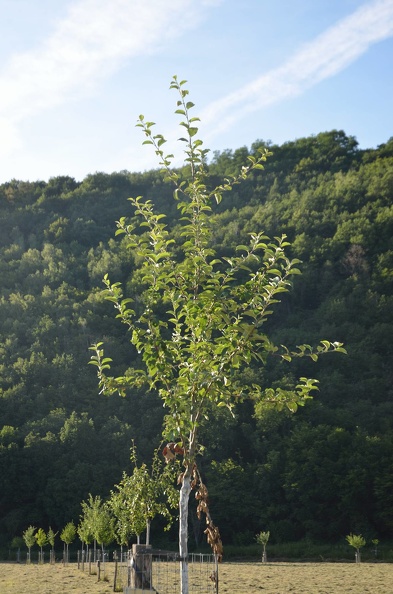 VergerOlne_33_2019-07-22_02.jpg