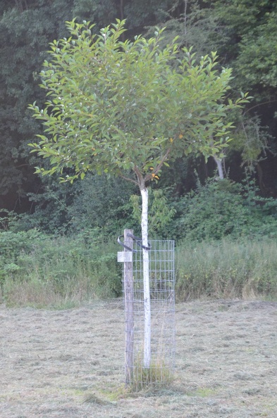 VergerOlne_45_2019-07-22_01.jpg