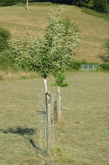 VergerOlne 56 2019-07-22 01