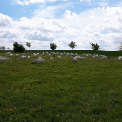 Ferme Delobel