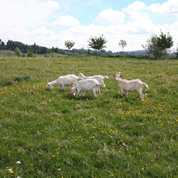 animaux