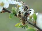 Andrena haemorrhoa in copula-Ferrieres 09-avril-2007 01