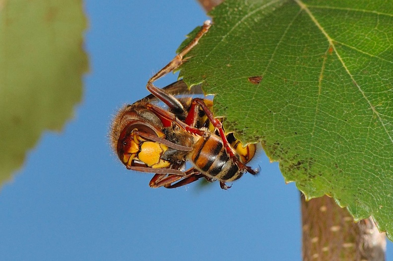 Frelon_capturant_Abeille_Bois-de-Xhoris_05_septembre_2010_06.jpg